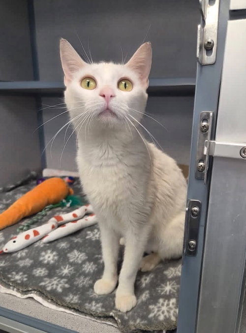 Tawny, an adoptable Siamese in Liverpool, NY