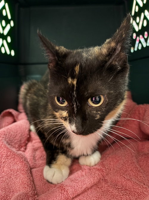 Flora, an adoptable Calico in Liverpool, NY