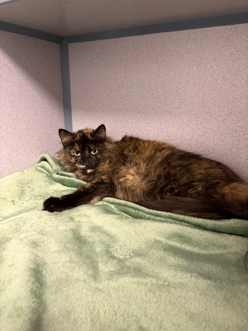 Kora, an adoptable Domestic Long Hair in Liverpool, NY