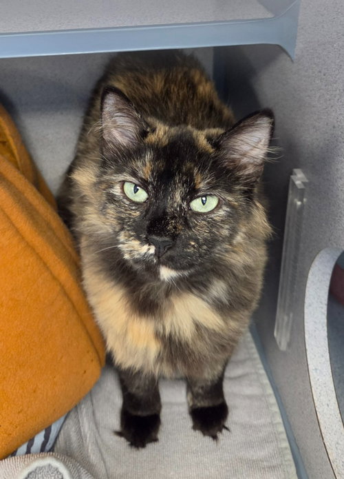 Kora, an adoptable Domestic Long Hair in Liverpool, NY