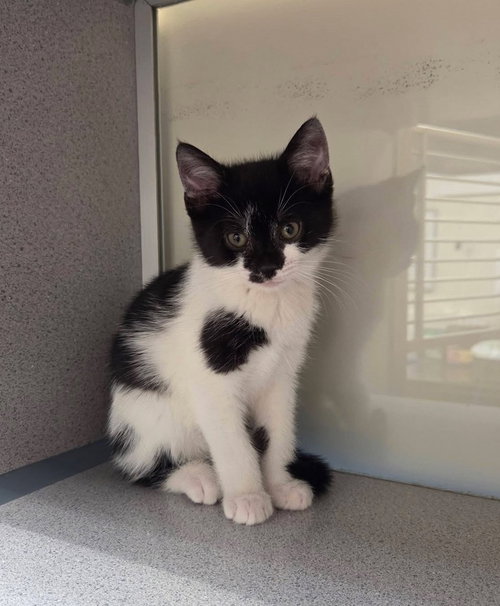 Lucy, an adoptable Domestic Short Hair in Liverpool, NY