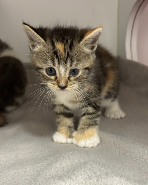 Azalea, an adoptable Calico in Liverpool, NY