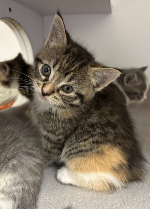 Daisy, an adoptable Calico in Liverpool, NY