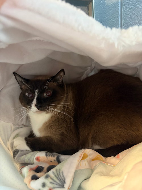 Jeremy Bearimy, an adoptable Siamese in Liverpool, NY
