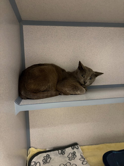 Cinder, an adoptable Domestic Short Hair in Liverpool, NY