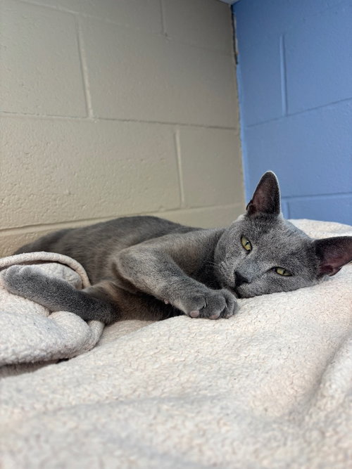 Cinder, Young Domestic Short Hair / Mixed, cat for adoption in Syracuse, New York