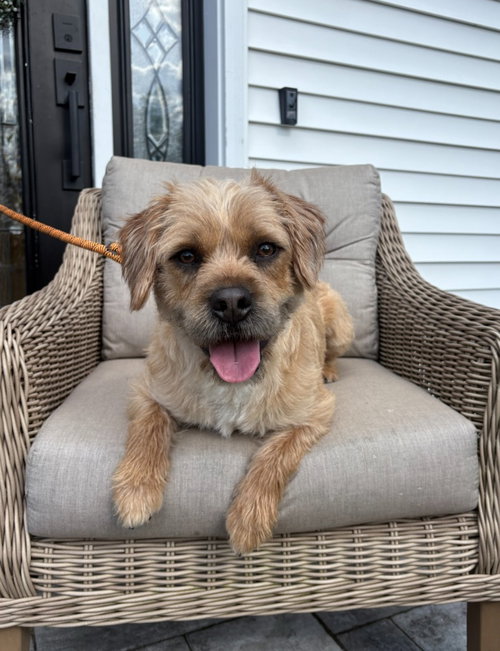 Doug, an adoptable Poodle in Liverpool, NY