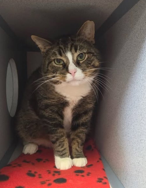Shawn, an adoptable Domestic Short Hair in Liverpool, NY