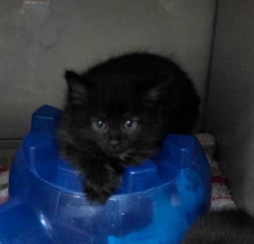 Willow, an adoptable Domestic Long Hair in Liverpool, NY