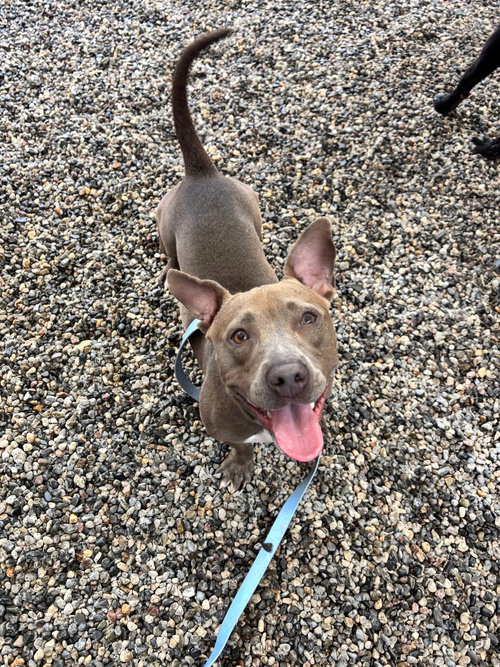 Big Mama, a dog for adoption from Humane Association of CNY