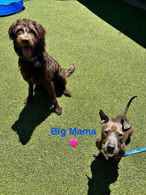 Photo 2 of Big Mama