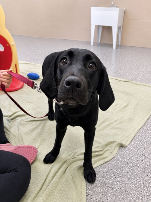 Edna, an adoptable Labrador Retriever in Liverpool, NY