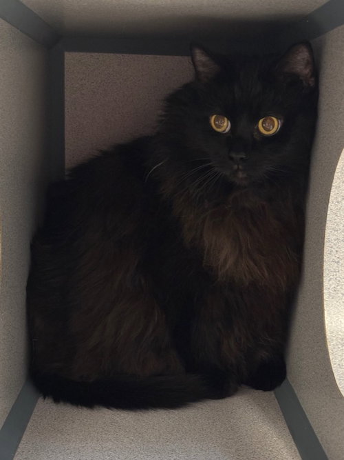 Morticia, an adoptable Domestic Long Hair in Liverpool, NY