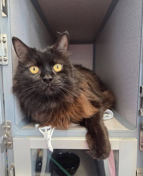 Morticia, Adult Domestic Long Hair / Mixed, cat for adoption in Syracuse, New York