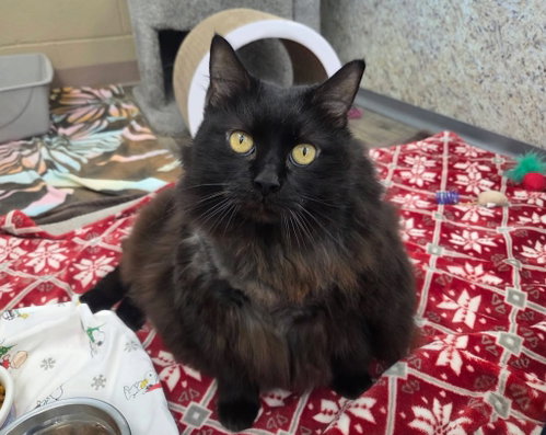 Morticia, an adoptable Domestic Long Hair in Liverpool, NY