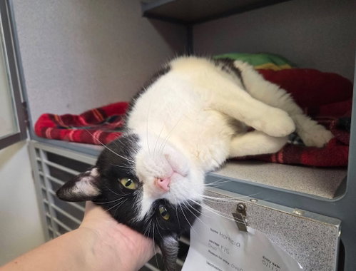 Speedy, an adoptable Domestic Short Hair in Liverpool, NY