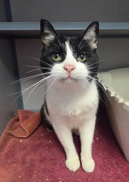 Speedy, Young Domestic Short Hair / Mixed, cat for adoption in Syracuse, New York