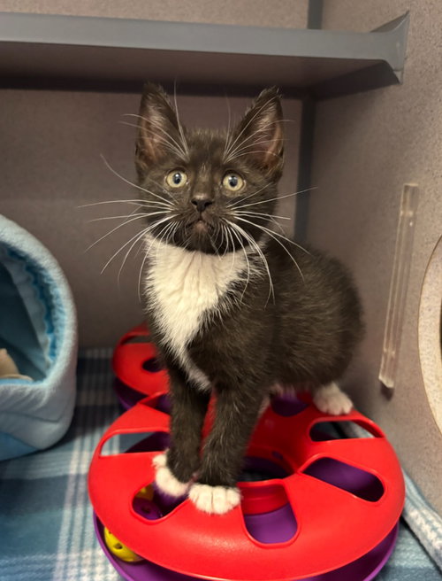 Chicken, an adoptable Domestic Short Hair in Liverpool, NY