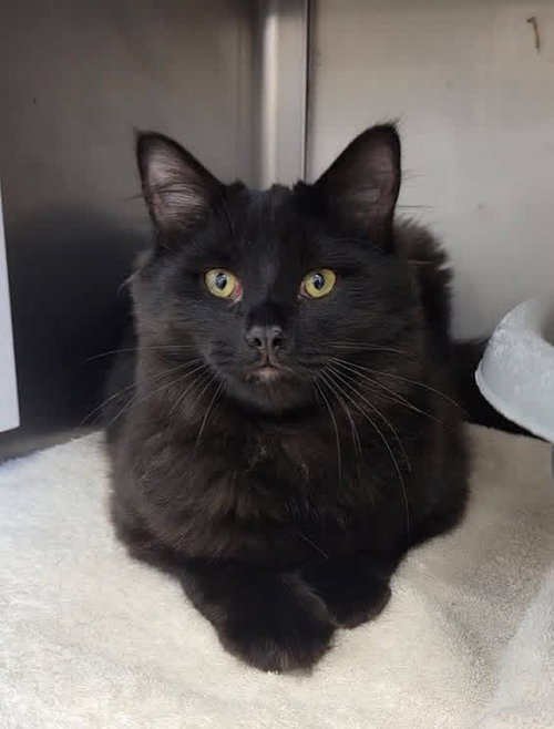 Kuzco, an adoptable Domestic Long Hair in Liverpool, NY