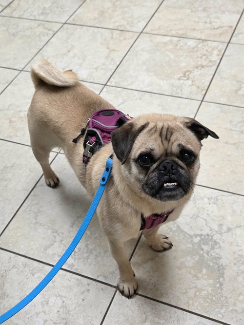 Lilly, an adoptable Pug in Liverpool, NY