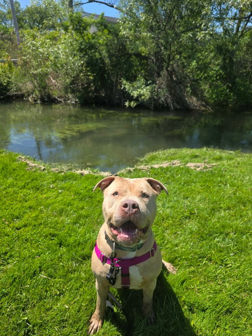 Duchess, an adoptable Pit Bull Terrier in Liverpool, NY