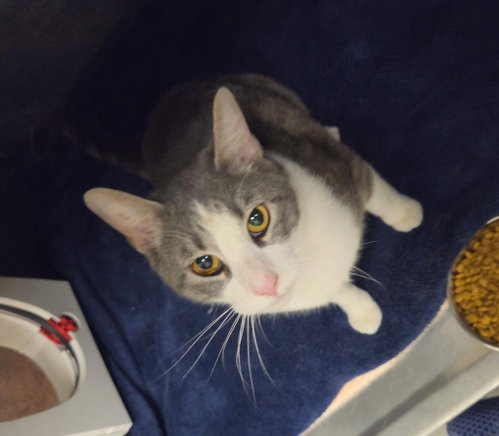 Amigo, an adoptable Domestic Short Hair in Liverpool, NY