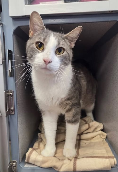 Amigo, Adult Domestic Short Hair / Mixed, cat for adoption in Syracuse, New York