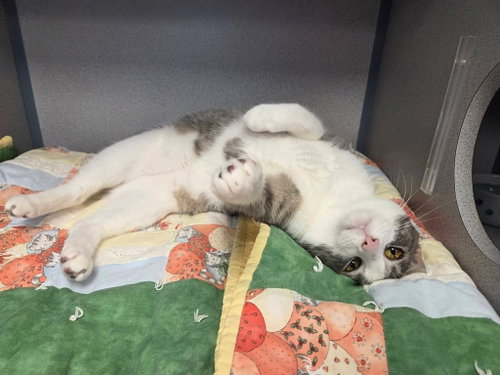 Amigo, Adult Domestic Short Hair / Mixed, cat for adoption in Syracuse, New York