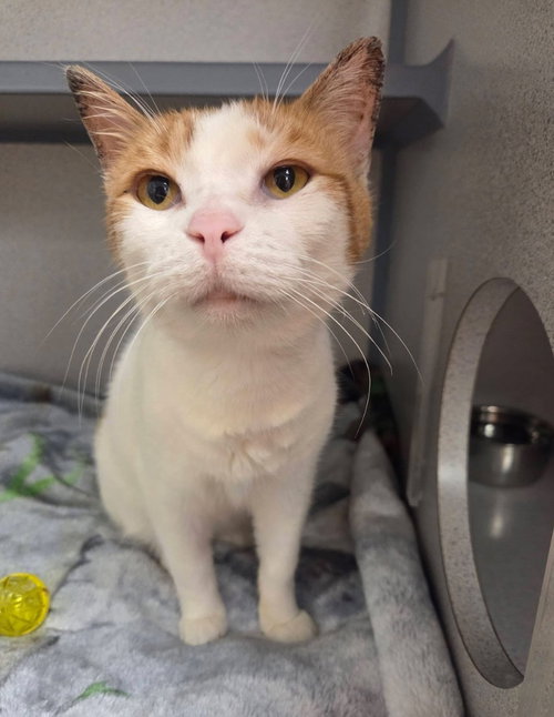 Lily, an adoptable Domestic Short Hair in Liverpool, NY