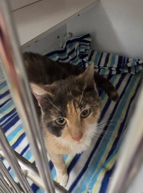 Roe, an adoptable Calico in Liverpool, NY