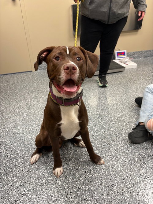 Duke, an adoptable Boxer in Liverpool, NY