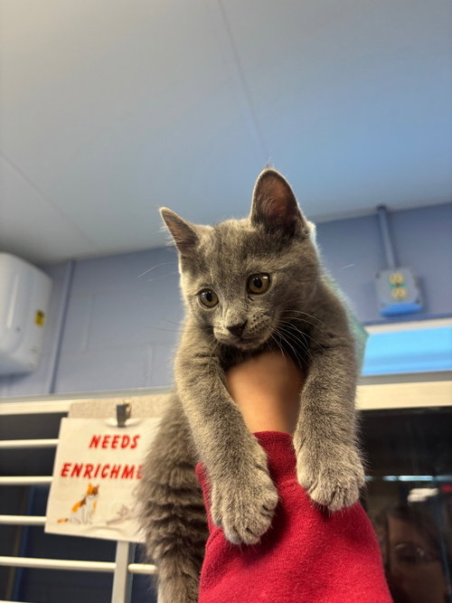 Dusty, Baby Domestic Short Hair / Mixed, cat for adoption in Syracuse, New York