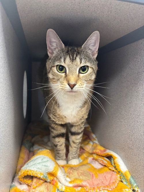 Moxie, Young Domestic Short Hair / Mixed, cat for adoption in Syracuse, New York