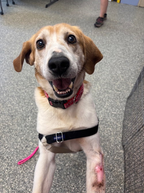Captain Jack, an adoptable Hound in Liverpool, NY