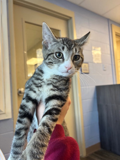 Gina, Baby Domestic Short Hair / Mixed, cat for adoption in Syracuse, New York