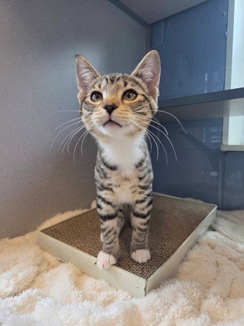 Josephine, Baby Domestic Short Hair / Mixed, cat for adoption in Syracuse, New York