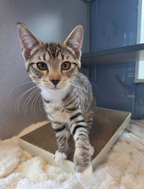 Josephine, Baby Domestic Short Hair / Mixed, cat for adoption in Liverpool, New York