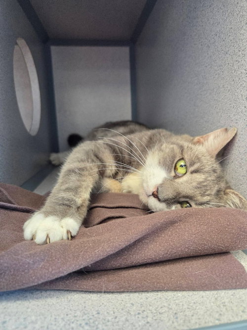 Louisa, Senior Domestic Short Hair / Mixed, cat for adoption in Syracuse, New York