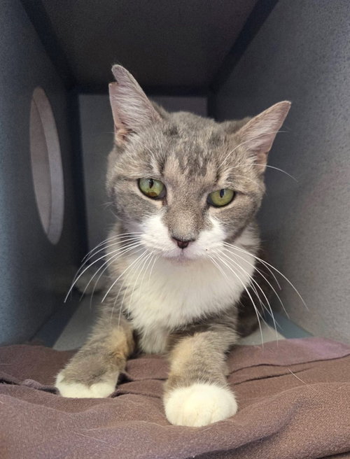 Louisa, Senior Domestic Short Hair / Mixed, cat for adoption in Liverpool, New York