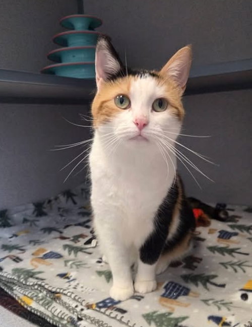 Suki