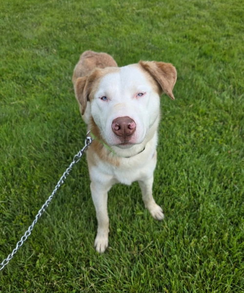 Tigger, an adoptable Husky in Liverpool, NY