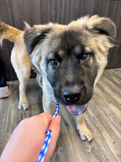 Elton, an adoptable Chow Chow in Liverpool, NY