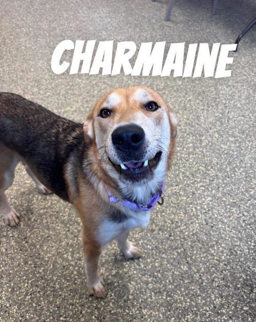 Charmaine, an adoptable Shepherd in Liverpool, NY