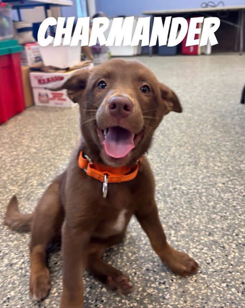 Charmander, an adoptable Shepherd in Liverpool, NY