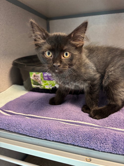 Lee, an adoptable Domestic Medium Hair in Liverpool, NY