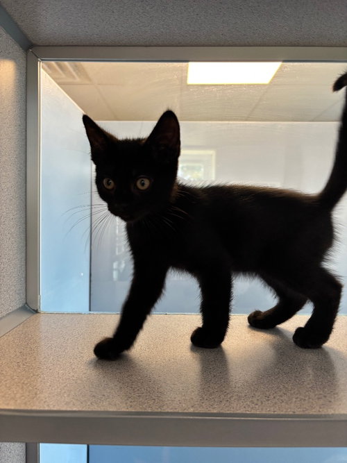 Levi, Baby Domestic Short Hair / Mixed, cat for adoption in Syracuse, New York