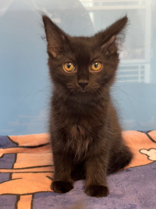 Lottie, an adoptable Domestic Medium Hair in Liverpool, NY