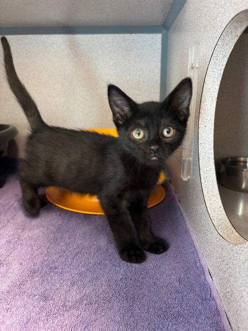 Luca, Baby Domestic Short Hair / Mixed, cat for adoption in Syracuse, New York