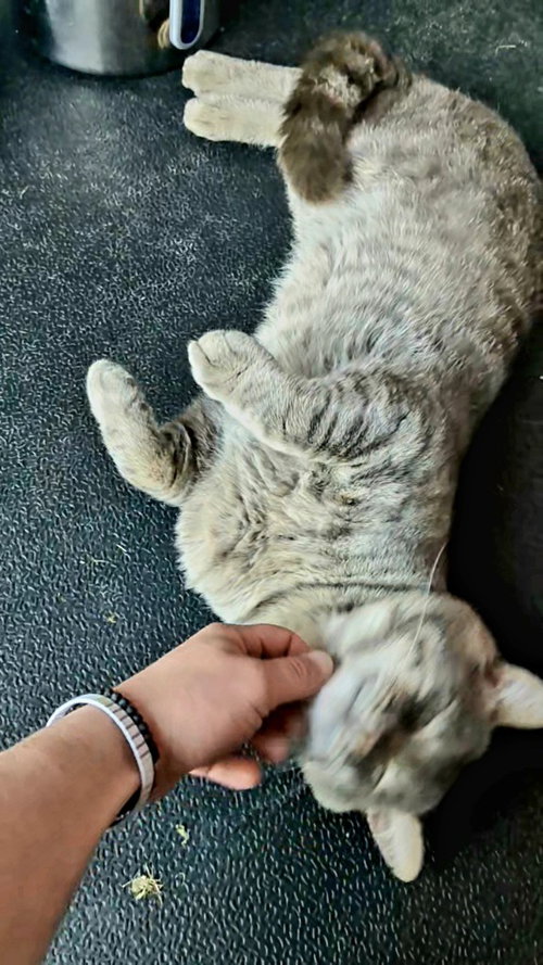 Rocky