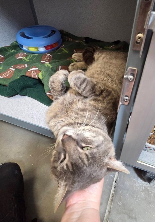 Rocky, Adult Domestic Short Hair / Mixed, cat for adoption in Syracuse, New York